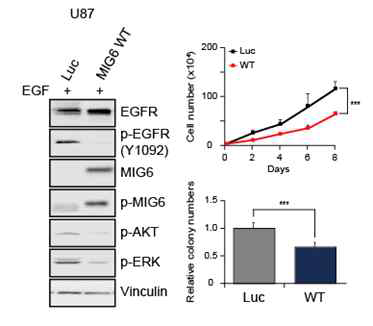 EGFR 발현이 높은 U87 뇌종양 세포주에서 Mig6 과발현 시켜 종양 형성과 EGFR 활성화 억제 확인