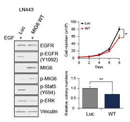 EGFR 발현이 높은 LN443 뇌종양 세포주에서 Mig6 과발현 시켜 종양 형성과 EGFR 활성화 억제 확인