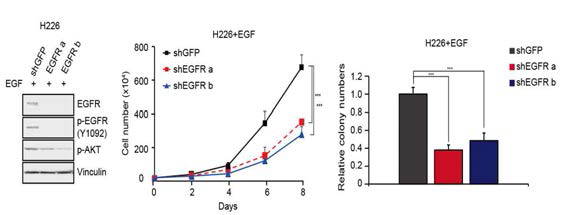 H226 폐암 세포주에서 EGFR 활성화 억제를 통한 종양형성 및 성장 능력 억제