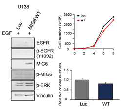 EGFR 발현이 낮은 U138 뇌종양 세포주에서 Mig6 발현에 의한 종양 형성 차이 없음