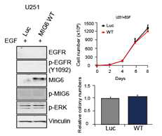 EGFR 발현이 낮은 U251 뇌종양 세포주에서 Mig6 발현에 의한 종양 형성 차이 없음