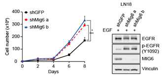 EGFR과 Mig6가 과발현된 뇌종양 세포주 LN18에 Mig6 억제시 세포 성장 촉진