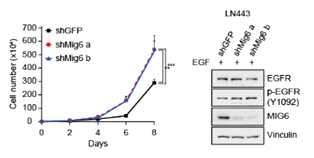 EGFR과 Mig6가 과발현된 뇌종양 세포주 LN443에 Mig6 억제시 세포 성장