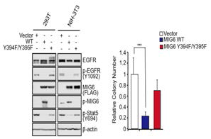 EGFRvIII 돌연변이의 활성화가 Mig6 발현시 억제 됨을 293T 세포주와 NIH-3T3에서 확인