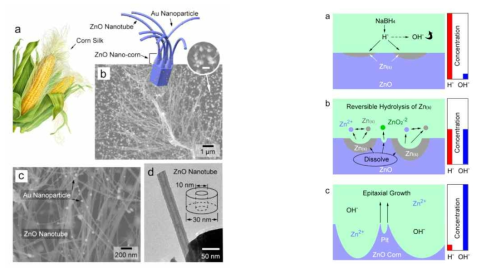 (좌) ZnO@Au 나노 이종구조 형상 (우) Corn silk 구조가 성장되는 메커니즘 모식도