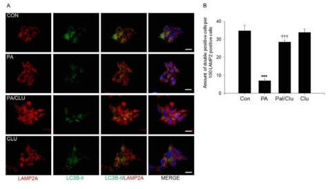 Co-localization of LAMP2A and LC3-II