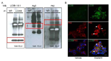 Binding activity of LC3-II with Atg3 and P62