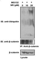 NR에 의한 β-catenin의 ubiquitination 정도 확인