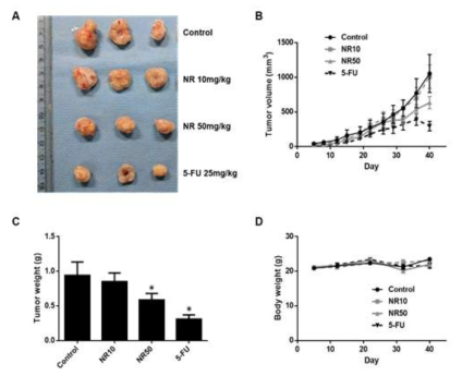 마우스에서 HCT116 세포로 유도된 종양에서 NR 처리 효과( A: 종양 이미지, B: 종양 크기 변화, C: 종양 무게, D: 체중 변화)