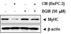 췌장암세포 CM에 의한 MyHC 분해에 BGM의 효과