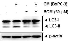 췌장암세포 CM에 의한 autophagy 유발에 대한 BGM의 효과