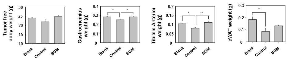 암성 악액질 동물모델에서 체중 및 근육, 지방조직무게 감소에 대한 BGM의 효과 확인