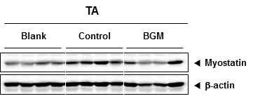 암성 악액질 동물모델에서 TA 근육의 Myostatin 발현 변화에 BGM의 효과 확인
