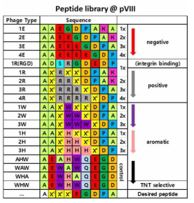 펩타이드 라이브러리를 기반으로한 기능성 M13 박테리오파지 라이브러리 구축