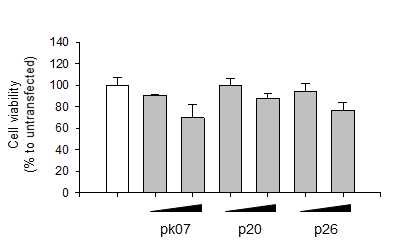 p53 변이 암세포에서의 ASK1 활성화유도 탈인산화효소 발현에 의한 세포사멸 유도