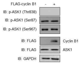 ASK1 과발현 세포주에서 cyclin B1 발현 유도에 의한 ASK1 인산화 변화