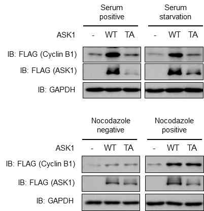 ASK1 발현 변화에 따른 cyclin B1 발현 및 안정화에 미치는 영향