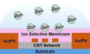 Zinpyr-1 박막을 코팅하여 제작된 Zinc 이온 센서 구조와 용액 속의 Zinc 이온을 보여주는 모식도