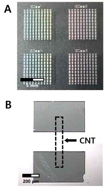 신축성 PDMS 기판위에 전사된 생화학 이온 센서 어레이 A. 2×2 cm2 에 포함된 20×20 개의 패턴 이미지 B. Valinomycin 박막이 코팅된 Potassium 이온 센서의 고배율 이미지