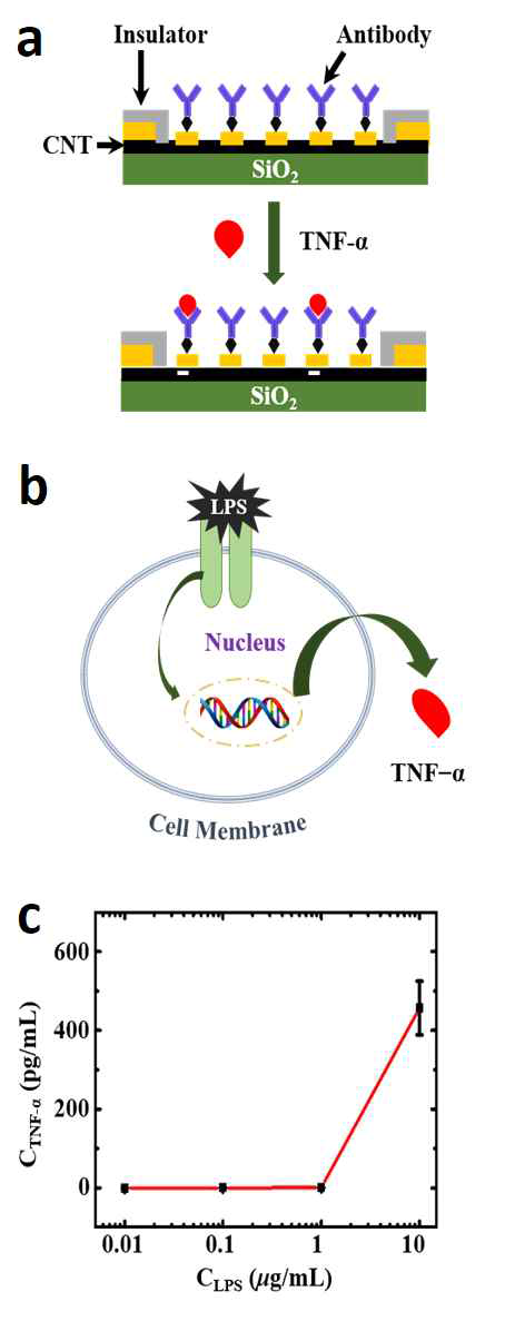 a. TNF-α 검지 센서의 모식도 b. LPS에 의해 TNF-α가 분비되는 메커니즘을 나타낸 모식도. c LPS 농도에 따라 검지되는 TNF-α농도 그래프
