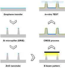 침습형 구조물 위 graphene transfer를 통한 ZnO nanotube 성장 (1 세부 공동연구)