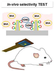 In vitro 실험을 통해 검증된 인공항체의 실제 혈액 내 작동을 증명하기 위한 in vivo 실험 진행