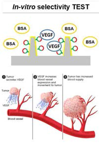 암의 성장을 돕는 발암물질인 VEGF의 혈액 내 측정을 위한 사전 실험으로 in vitro 조건 실험 진행