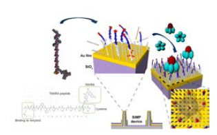 재설계된 소자의 테스트를 위한 β-amyloid 검출 실험 설계