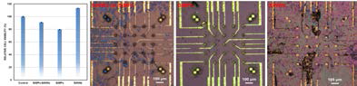 SiNWs 및 SiMPs, SiNWs on SiMPs 소자의 MTT assay 결과