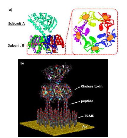 a) 콜레라 독소의 pentamer 구조와 b) 인공항체의 콜레라 독소 선택적 결합을 보여주는 그림