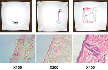 나노선 소자를 부착한 생쥐의 자유로운 행동을 tracking(상단) 나노선 소자가 부착된 피부조직의 H&E 염색을 통한 염증반응 및 침습 가능성 확인(하단)
