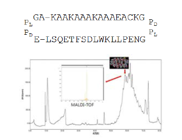 p53 모티프 고리형 펩타이드의 아미노산 시퀀스(상단) 합성 및 HPLC 정제(하단)