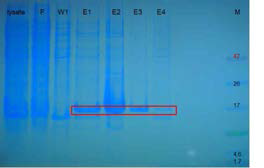 hDM2 단백질 발현 확인을 위한 SDS-PAGE 실험 결과