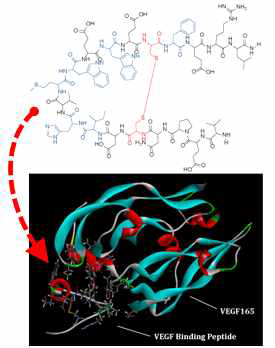 Human VEGF165와 선택적으로 결합이 가능한 기능성 펩타이드 구조 (상단) 설계와 VEGF165와 펩타이드 간의 결합 모식도 (하단)