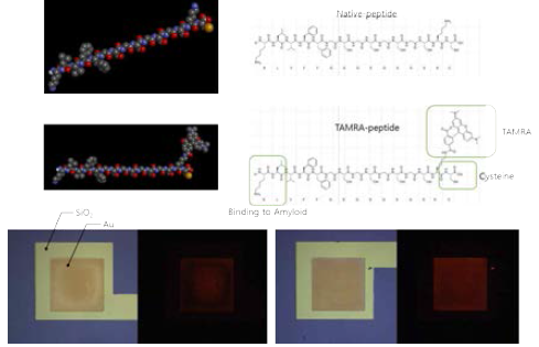 소자의 다양한 질병마커 적용가능성 및 새로운 소자 디자인 검증을 위한 β-amyloid 검출용 인공항체디자인 (위)과 형광 펩타이드를 활용하여 펩타이드의 소자 부착성을 나타내는 형광 이미지 (아래)