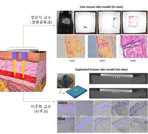 4세부와의 협력 연구를 통한 복합소자의 동물 (H&E stain) / 인체 (TUNEL assay) 적용 시 생체적합성 실험 결과