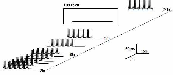24시간에 걸친 신호측정. 광자극에 의한 세포내 측정(intracellular recording)이 24시간동안 가능함을 확인함
