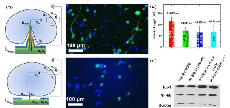 (ㄱ) 세포내 기질로 침습이 가능한 수직 배향 실리콘 나노선 소자(상단)와 기존 2차원 구조의 필름타입의 바이오 소자(하단)에서 같은 전기 자극(50 mV)를 가하였을 때, (ㄴ) 신경세포의 증식을 길이로 증명하는 결과 및 (ㄷ) 신경세포로의 분화 확인을 위한 western blot 분석 결과에서도 기존 프로토콜보다 세포내 기질로의 침습이 가능한 수직배향 실리콘 나노선 소자에 전기적 자극을 가하였을 때, 더욱 빠른 분화 속도 증명