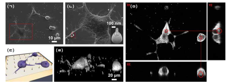수직형 실리콘 나노선 기반 소자전극에서 배양된 신경세포의 SEM 사진과 이광자 현미경 사진. (ㄱ)과 (ㄴ) 수직형 실리콘 나노선 기반 소자전극에 분주되어 배양된 신경세포의 SEM 사진. (ㄷ) 수직형 실리콘 나노선 기반 소자전극에서 증식하는 신경세포의 모식도. (ㄹ) 200 nm step으로 z-axis 방향으로 찍은 3차원 이미지와 (ㅁ) xz와 yz 방향으로 단면 절단하여 실리콘 나노선이 신경세포 내로 침습되어있는지 확인할 수 있는 이광자 현미경 사진
