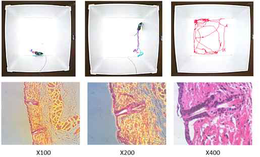 (1) 나노선소자를 부착한 생쥐의 자유로운 움직임을 확인(위). (2) 나노선소자의 침습이 용이하며, 염증반응은 나타나지 않음(아래)