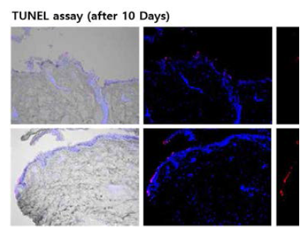 나노선 소자에 침습된 피부조직의 10일 간 세포 배양 후 TUNEL assay 이미지
