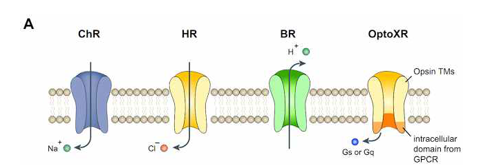 optogenetic channel. 광자극에 의해 채널이 활성화되어 세포막을 통해 이온들의 흐름을 유도할 수 있음. 전하를 띠는 이온의 흐름은 전기적인 신호를 발생시킴. 이런 특징을 가진 채널을 이용하여 나노기반 센서의 측정능을 평가할 수 있음