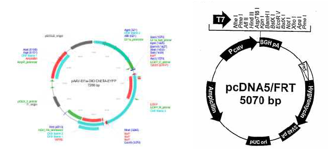 Addgene의 ChETA-eYFP 발현 바이러스의 유전자정보(좌)와, stable cell line을 만들기 위해 사용된 transfection 벡터(우)