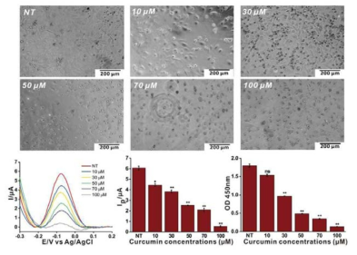 커큐민 농도별 처리 후 전기화학기반 및 광학기반 세포 활성 (위암세포)