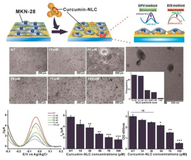 커큐민-NLC 농도별 처리 후 전기화학기반 및 광학기반 세포 활성 (위암세포)