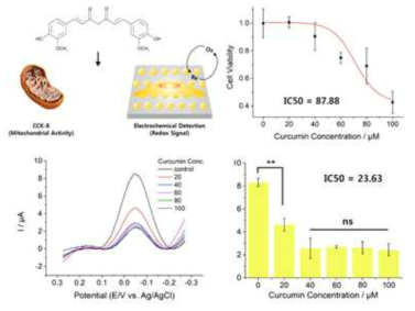 커큐민 처리와 세포신호 측정 메커니즘과 커큐민 농도별 처리후 광학기반/전기화학기반 세포 신호 (간암세포)