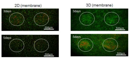 다공성 멤브레인을 이용한 2차원 또는 3차원 위세포 공배양