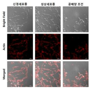 신경세포 공배양 기술개발