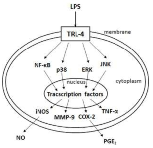 일반독성 평가법-inflammation