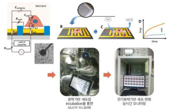 전기화학 및 광학기반 세포 분석 시스템 정립